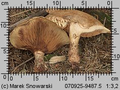 Paxillus involutus (krowiak podwinięty)