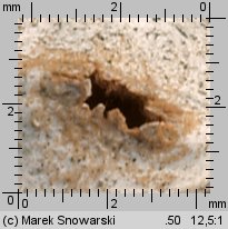 Tulostoma fimbriatum (berłóweczka frędzelkowana)