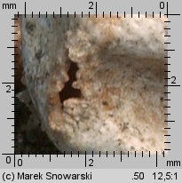 Tulostoma fimbriatum (berłóweczka frędzelkowana)