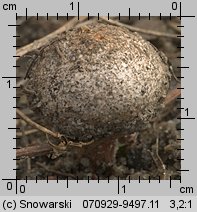 Tulostoma fimbriatum (berłóweczka frędzelkowana)