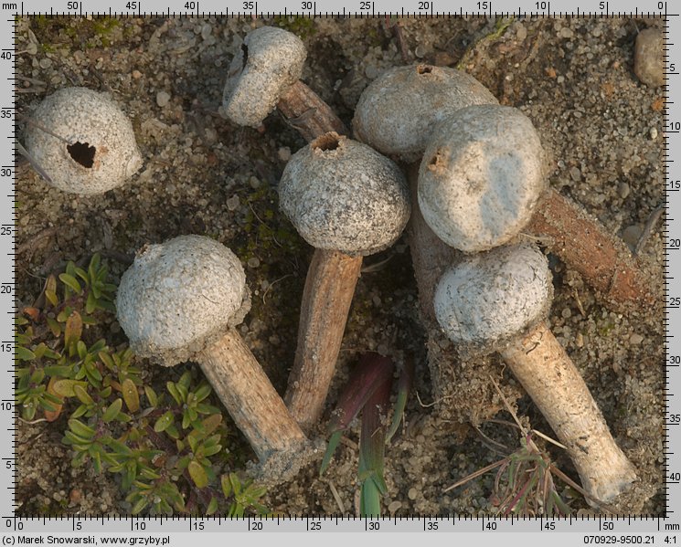 Tulostoma fimbriatum (berłóweczka frędzelkowana)