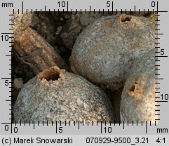 Tulostoma fimbriatum (berłóweczka frędzelkowana)