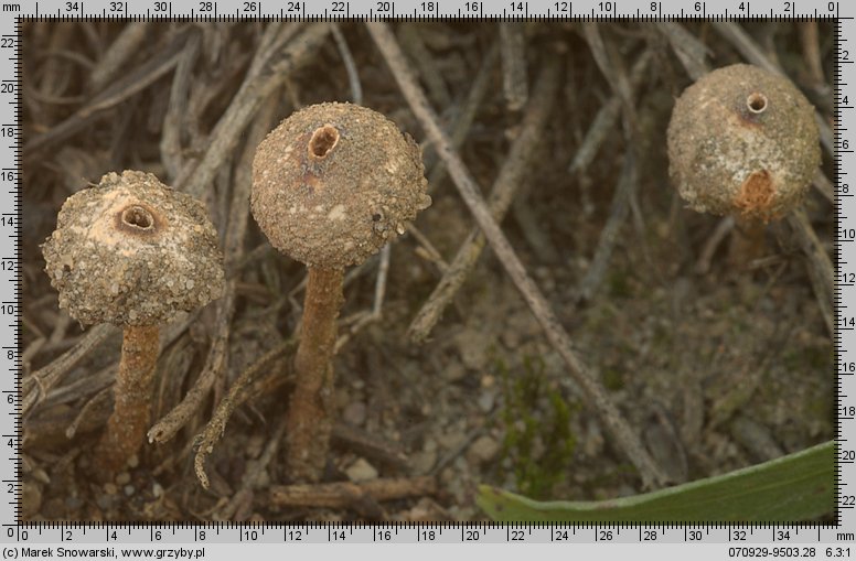 Tulostoma brumale (berłóweczka zimowa)