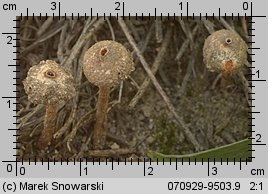 Tulostoma brumale (berłóweczka zimowa)