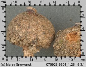 Tulostoma brumale (berłóweczka zimowa)