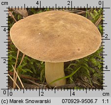 Xerocomus subtomentosus (podgrzybek zajączek)