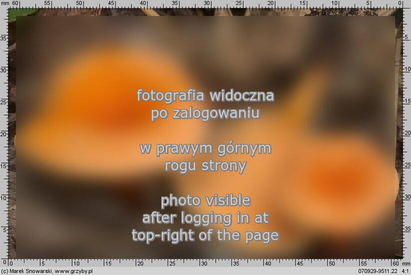 Hygrophoropsis aurantiaca (lisówka pomarańczowa)