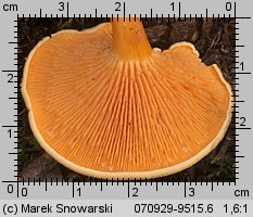 Hygrophoropsis aurantiaca (lisówka pomarańczowa)