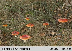 Amanita muscaria (muchomor czerwony)