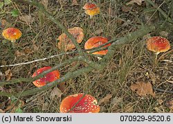 Amanita muscaria (muchomor czerwony)