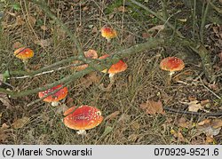 Amanita muscaria (muchomor czerwony)