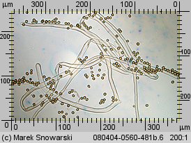 Tulostoma fimbriatum (berłóweczka frędzelkowana)