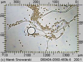 Tulostoma fimbriatum (berłóweczka frędzelkowana)