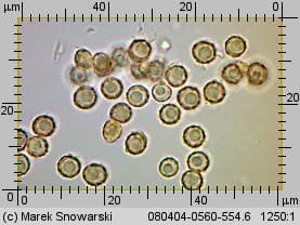 Tulostoma brumale (berłóweczka zimowa)