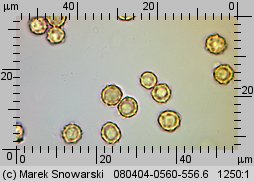 Tulostoma brumale (berłóweczka zimowa)