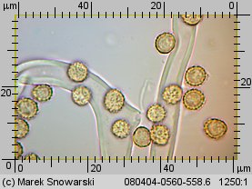 Tulostoma fimbriatum (berłóweczka frędzelkowana)