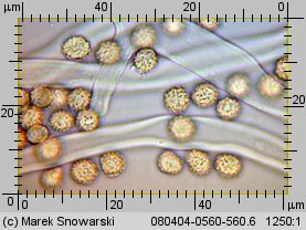 Tulostoma fimbriatum (berłóweczka frędzelkowana)