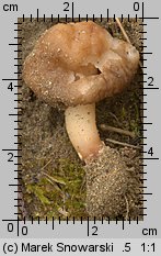 Verpa conica (naparstniczka stożkowata)