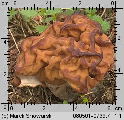 Gyromitra gigas (piestrzenica olbrzymia)