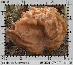 Gyromitra gigas (piestrzenica olbrzymia)