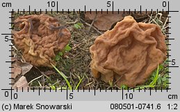 Gyromitra gigas (piestrzenica olbrzymia)