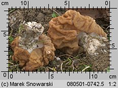 Gyromitra gigas (piestrzenica olbrzymia)