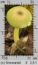 Entoloma verae