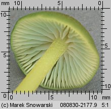 Entoloma verae