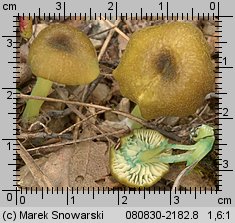 Entoloma incanum (dzwonkówka brązowozielona)