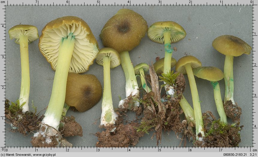 Entoloma verae