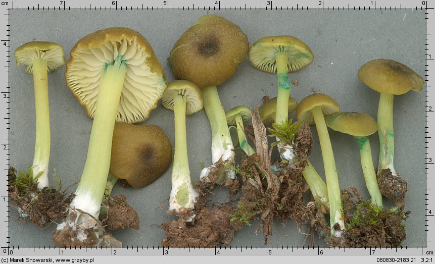 Entoloma incanum (dzwonkówka brązowozielona)