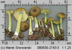 Entoloma incanum (dzwonkówka brązowozielona)