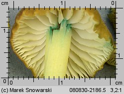 Entoloma verae