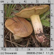 Suillus collinitus (maślak rdzawobrązowy)