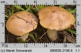 Suillus collinitus (maślak rdzawobrązowy)