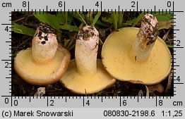 Suillus collinitus (maślak rdzawobrązowy)