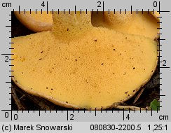 Suillus collinitus (maślak rdzawobrązowy)