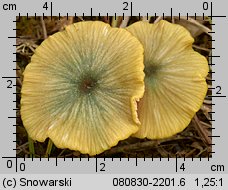 Entoloma incanum (dzwonkówka brązowozielona)