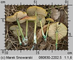 Entoloma incanum (dzwonkówka brązowozielona)