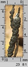 Xylaria carpophila (próchnilec owocolubny)