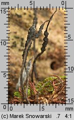 Xylaria carpophila (próchnilec owocolubny)