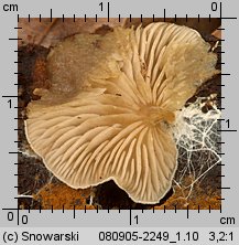 Entoloma byssisedum (dzwonkówka muszelkowata)