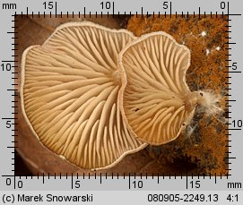 Entoloma byssisedum (dzwonkówka muszelkowata)