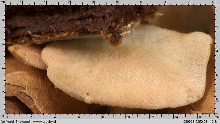 Entoloma byssisedum (dzwonkówka muszelkowata)