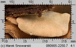 Entoloma byssisedum (dzwonkówka muszelkowata)