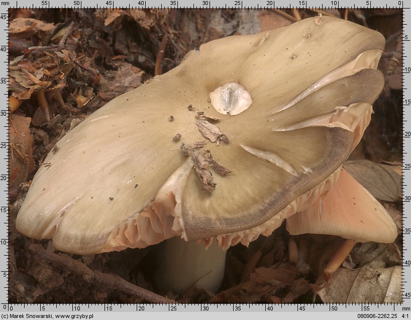 Entoloma myochroum