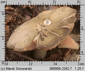 Entoloma myochroum