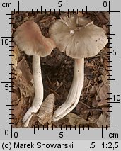 Entoloma myochroum