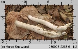 Entoloma myochroum