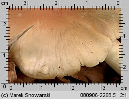 Entoloma myochroum